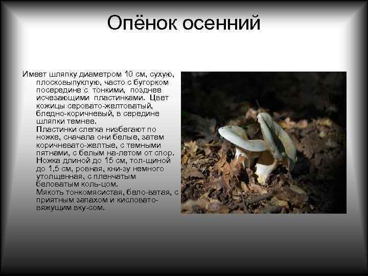     Опёнок осенний Имеет шляпку диаметром 10 см, сухую, плосковыпуклую, часто