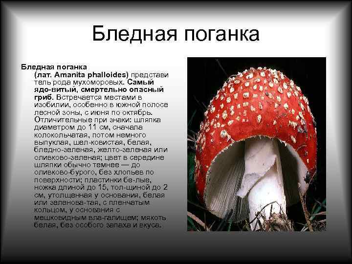    Бледная поганка (лат. Amanita phalloides) представи  тель рода мухоморовых. Самый