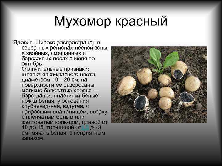    Мухомор красный Ядовит. Широко распространен в  север ных регионах лесной