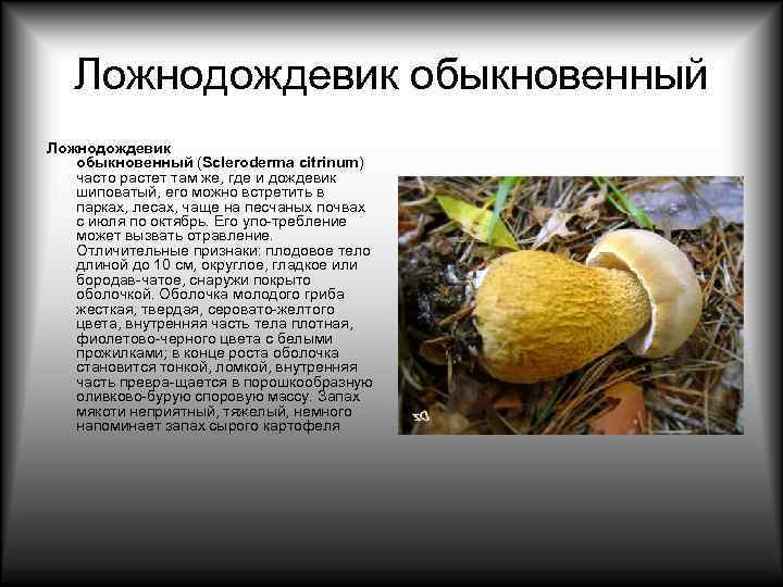   Ложнодождевик обыкновенный (Scleroderma citrinum) часто растет там же, где и дождевик шиповатый,