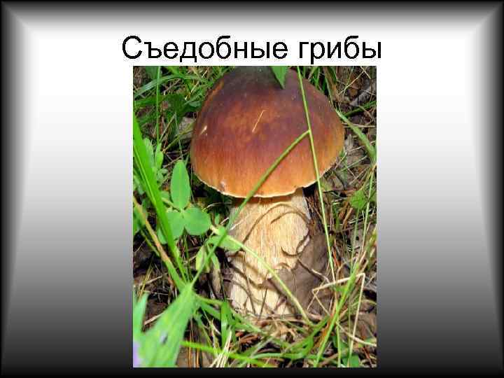 Съедобные грибы 
