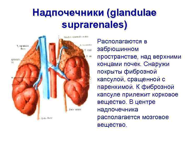 Снаружи почку покрывают