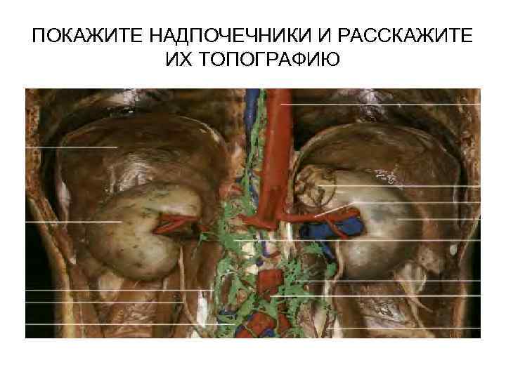 ПОКАЖИТЕ НАДПОЧЕЧНИКИ И РАССКАЖИТЕ  ИХ ТОПОГРАФИЮ 