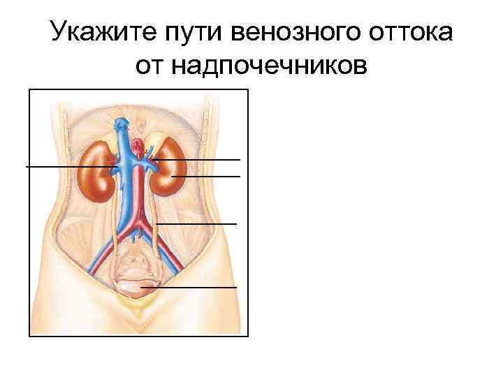 Укажите пути венозного оттока от надпочечников 