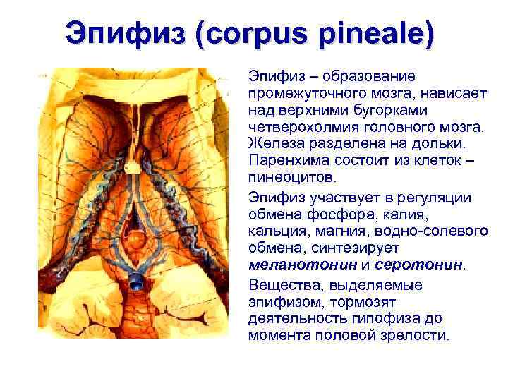 Эпифиз (corpus pineale)  Эпифиз – образование  промежуточного мозга, нависает  над верхними