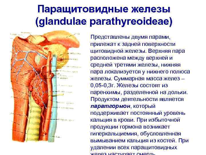 Пара железа