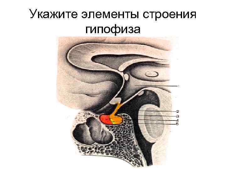 Укажите элементы строения   гипофиза 