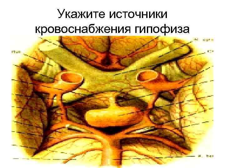   Укажите источники кровоснабжения гипофиза 