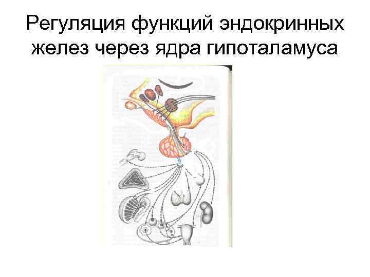 Регуляция функций эндокринных желез через ядра гипоталамуса 