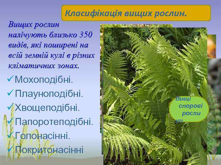     Класифікація вищих рослин. Вищих рослин налічують близько 350 видів, які