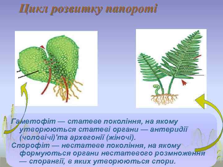  Цикл розвитку папороті Гаметофіт — статеве покоління, на якому  утворюються статеві органи