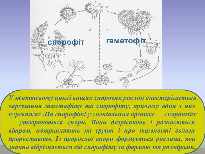   спорофіт   гаметофіт У життєвому циклі вищих спорових рослин спостерігається чергування
