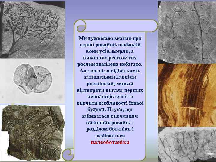  Ми дуже мало знаємо про перші рослини, оскільки вони усі вимерли, а 