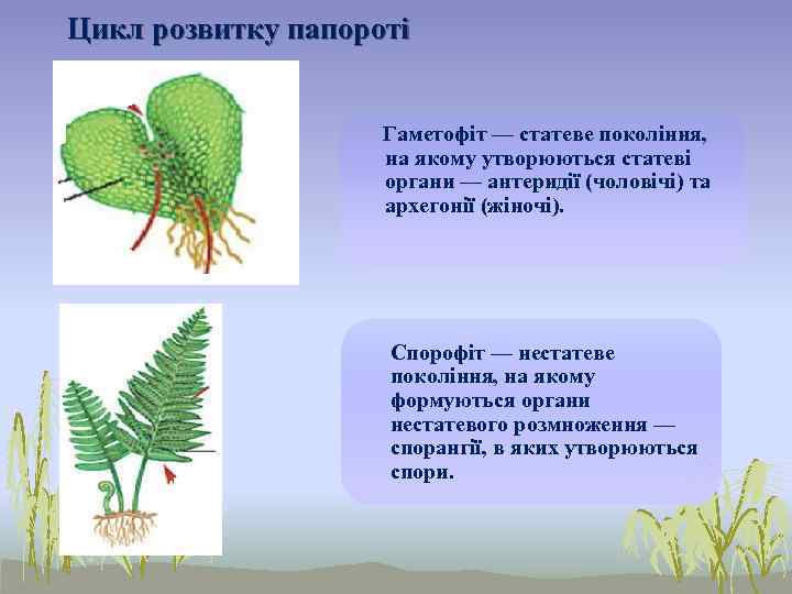 Цикл розвитку папороті    Гаметофіт — статеве покоління,    