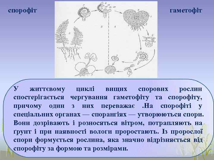 спорофіт       гаметофіт У  життєвому  циклі 