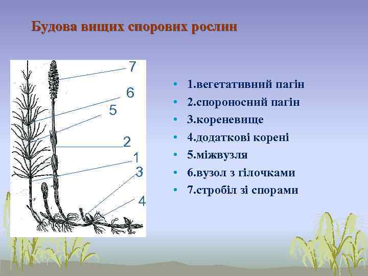 Будова вищих спорових рослин    7    •  1.