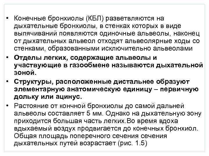  • Конечные бронхиолы (КБЛ) разветвляются на  дыхательные бронхиолы, в стенках которых в