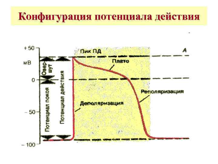Конфигурация потенциала действия 