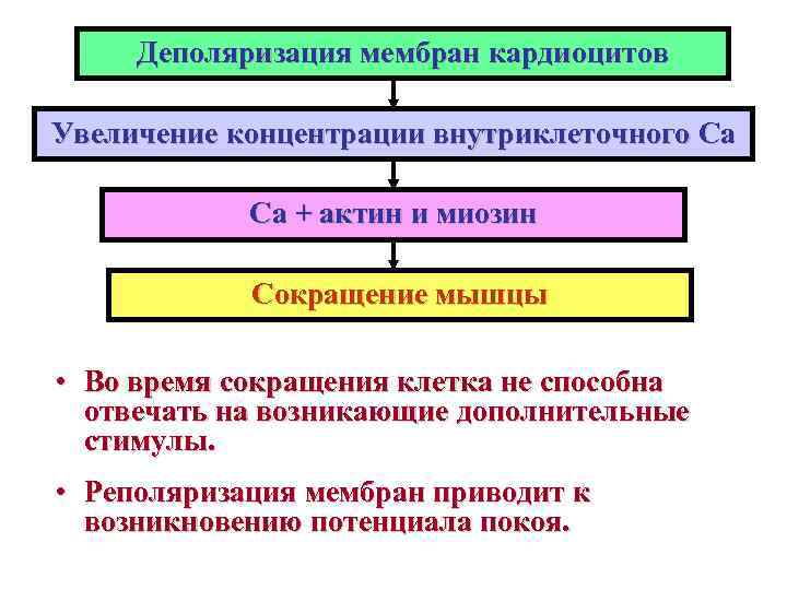  Деполяризация мембран кардиоцитов Увеличение концентрации внутриклеточного Са + актин и миозин  