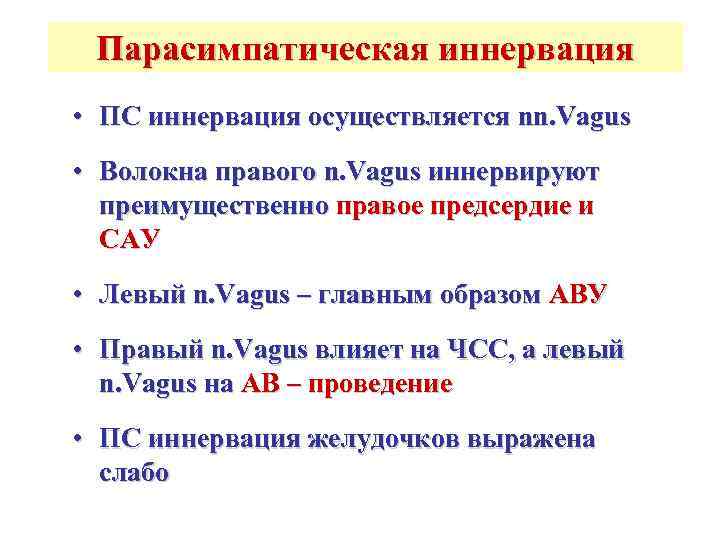  Парасимпатическая иннервация • ПС иннервация осуществляется nn. Vagus • Волокна правого n. Vagus