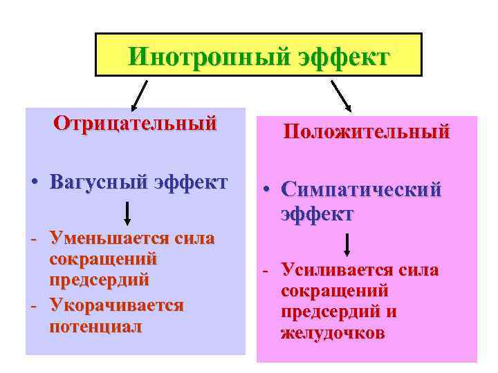    Инотропный эффект  Отрицательный  Положительный  • Вагусный эффект •