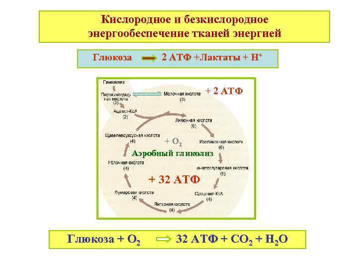  Кислородное и безкислородное  энергообеспечение тканей энергией Глюкоза Анаэробный гликолиз + Н+ 