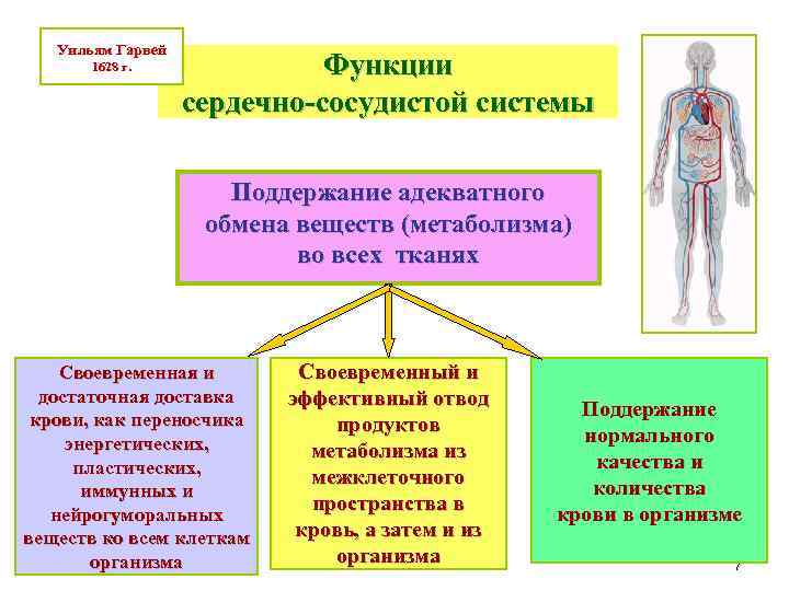   Уильям Гарвей  1628 г.    Функции   