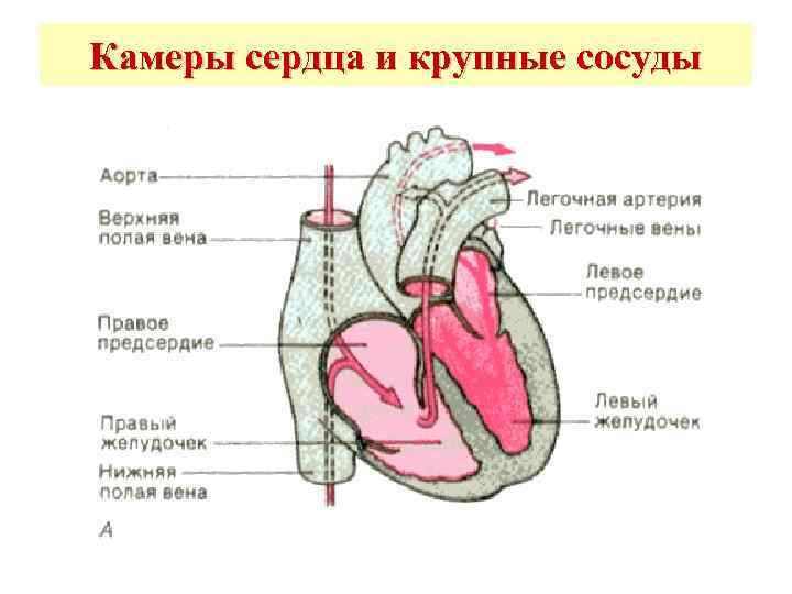Камеры сердца и крупные сосуды 