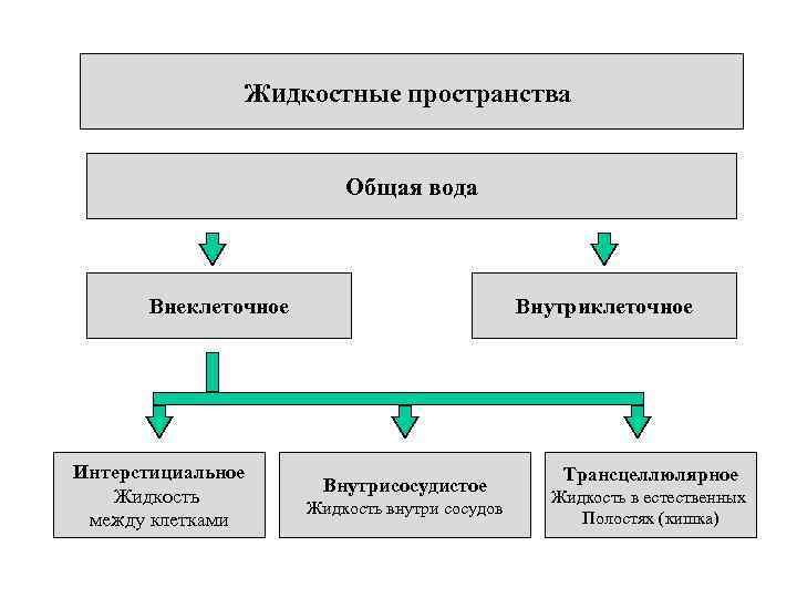     Жидкостные пространства     Общая вода  Внеклеточное