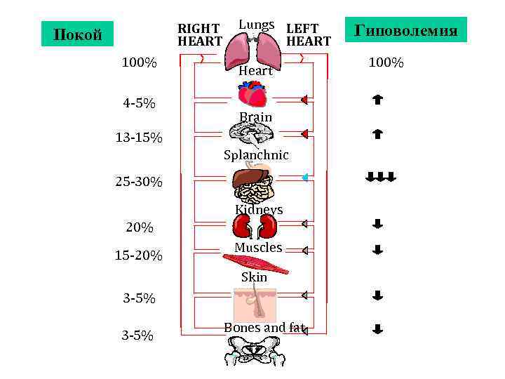    RIGHT Lungs LEFT  Гиповолемия Покой  HEART   100%