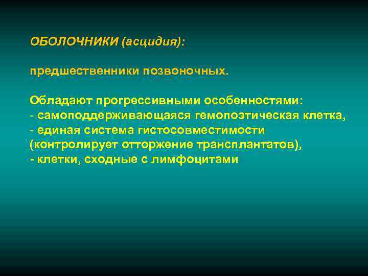 ОБОЛОЧНИКИ (асцидия):  предшественники позвоночных.  Обладают прогрессивными особенностями: - самоподдерживающаяся гемопоэтическая клетка, -