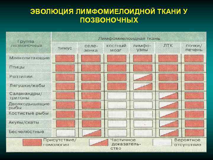 ЭВОЛЮЦИЯ ЛИМФОМИЕЛОИДНОЙ ТКАНИ У  ПОЗВОНОЧНЫХ 