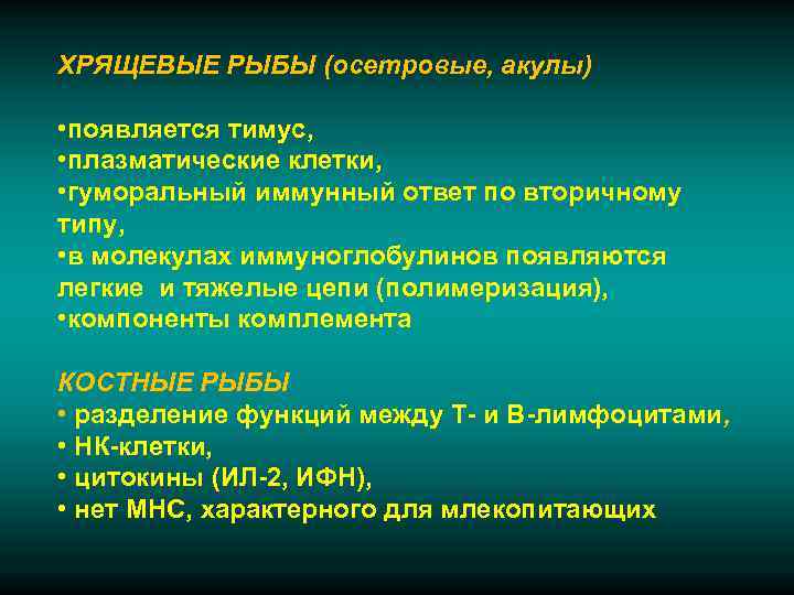 ХРЯЩЕВЫЕ РЫБЫ (осетровые, акулы)  • появляется тимус,  • плазматические клетки,  •