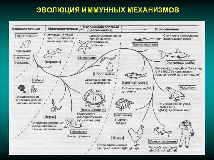 ЭВОЛЮЦИЯ ИММУННЫХ МЕХАНИЗМОВ 