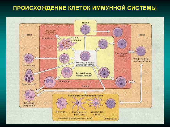 ПРОИСХОЖДЕНИЕ КЛЕТОК ИММУННОЙ СИСТЕМЫ 