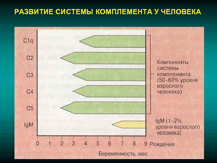 РАЗВИТИЕ СИСТЕМЫ КОМПЛЕМЕНТА У ЧЕЛОВЕКА 