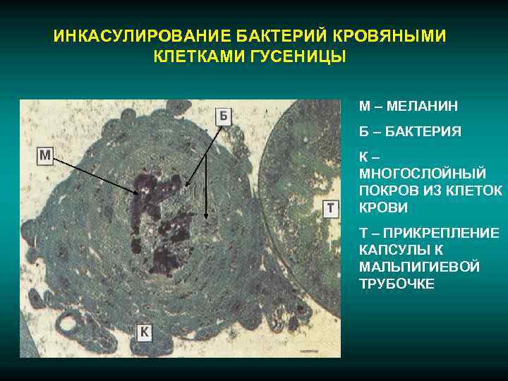 ИНКАСУЛИРОВАНИЕ БАКТЕРИЙ КРОВЯНЫМИ   КЛЕТКАМИ ГУСЕНИЦЫ      М –