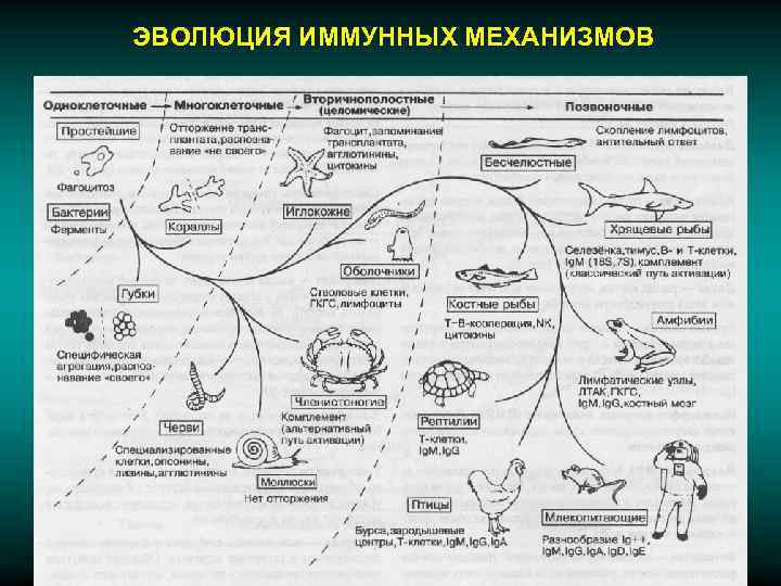 ЭВОЛЮЦИЯ ИММУННЫХ МЕХАНИЗМОВ 