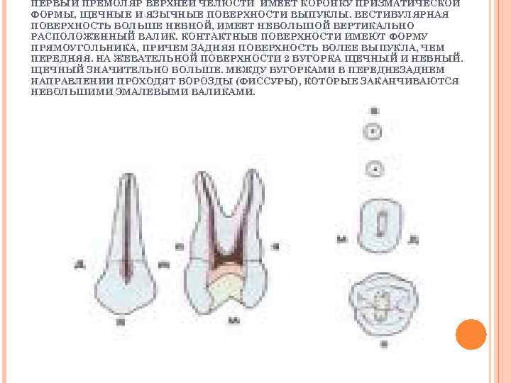 Премоляры и моляры предназначены для у млекопитающих. Первый премоляр верхней челюсти вестибулярная поверхность. Премоляры верхней челюсти анатомия. Анатомия премоляров верхней челюсти. Премоляр вестибулярная поверхность.
