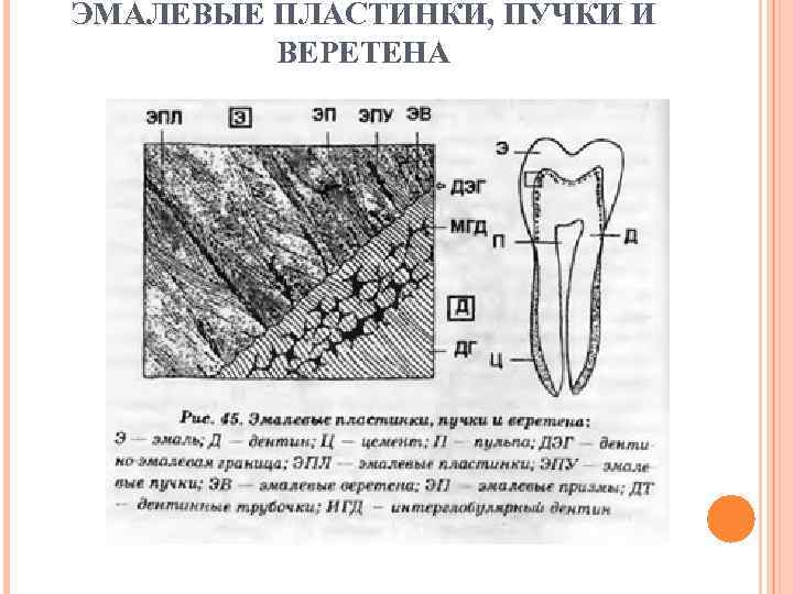 ЭМАЛЕВЫЕ ПЛАСТИНКИ, ПУЧКИ И   ВЕРЕТЕНА 