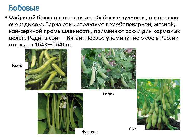  Бобовые • Фабрикой белка и жира считают бобовые культуры, и в первую 