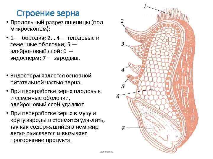  Строение зерна • Продольный разрез пшеницы (под  микроскопом):  • 1