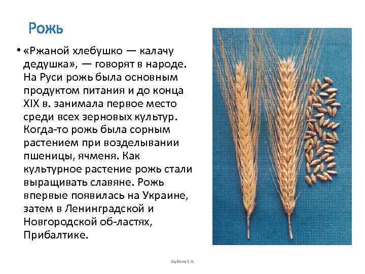 Рожь •  «Ржаной хлебушко — калачу  дедушка» , — говорят в