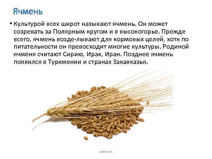  Ячмень • Культурой всех широт называют ячмень. Он может  созревать за Полярным