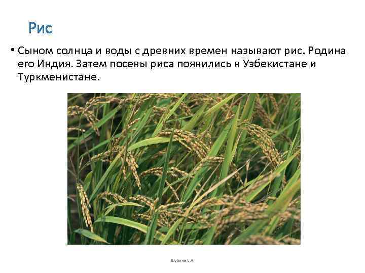   Рис • Сыном солнца и воды с древних времен называют рис. Родина