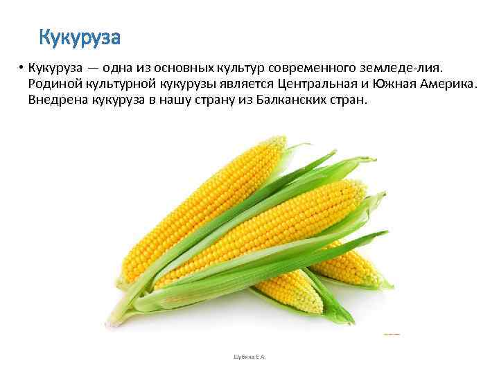   Кукуруза • Кукуруза — одна из основных культур современного земледе лия. Родиной