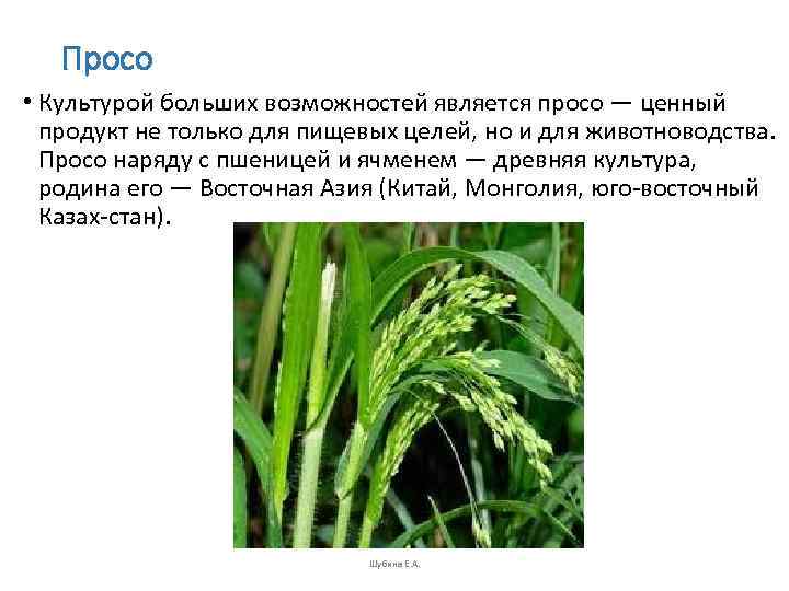   Просо • Культурой больших возможностей является просо — ценный  продукт не