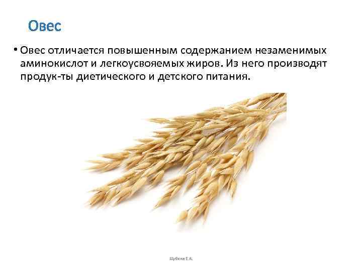  Овес • Овес отличается повышенным содержанием незаменимых  аминокислот и легкоусвояемых жиров. Из