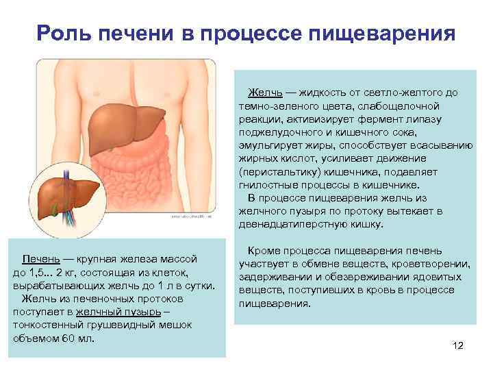   Роль печени в процессе пищеварения     Желчь — жидкость