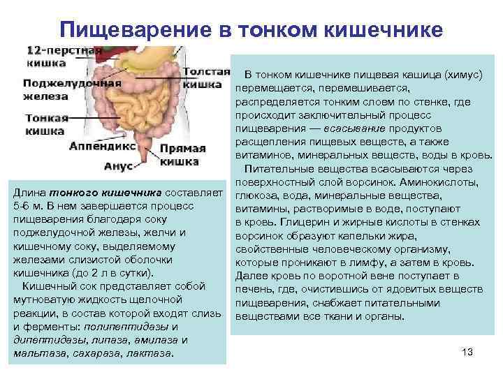   Пищеварение в тонком кишечнике     В тонком кишечнике пищевая